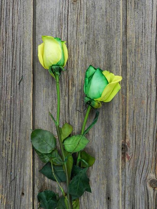 GREEN & YELLOW  TINTED ROSE